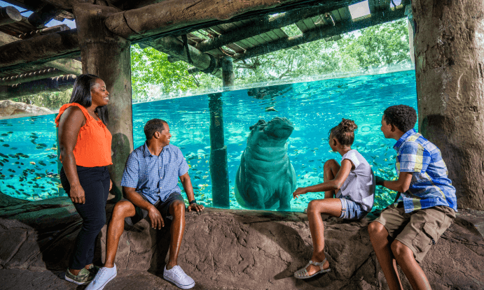 A family of four viewing a hippo at Busch Gardens Tampa