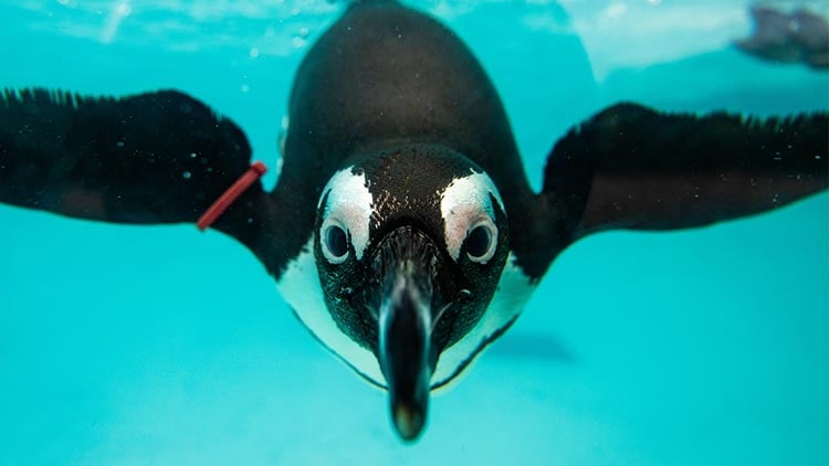 Penguin under water
