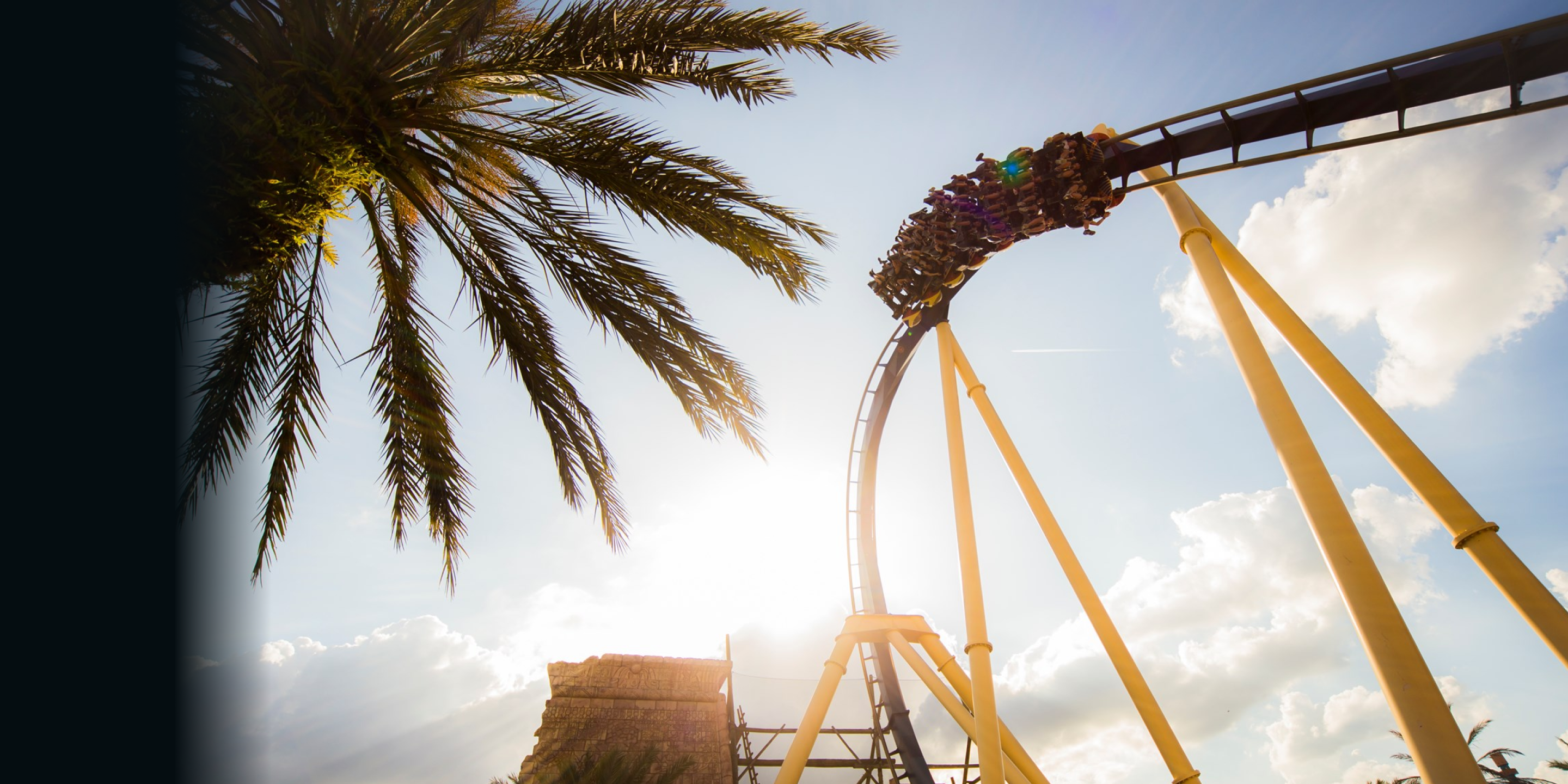 A palm tree and a roller coaster on a sunny day viewed from below