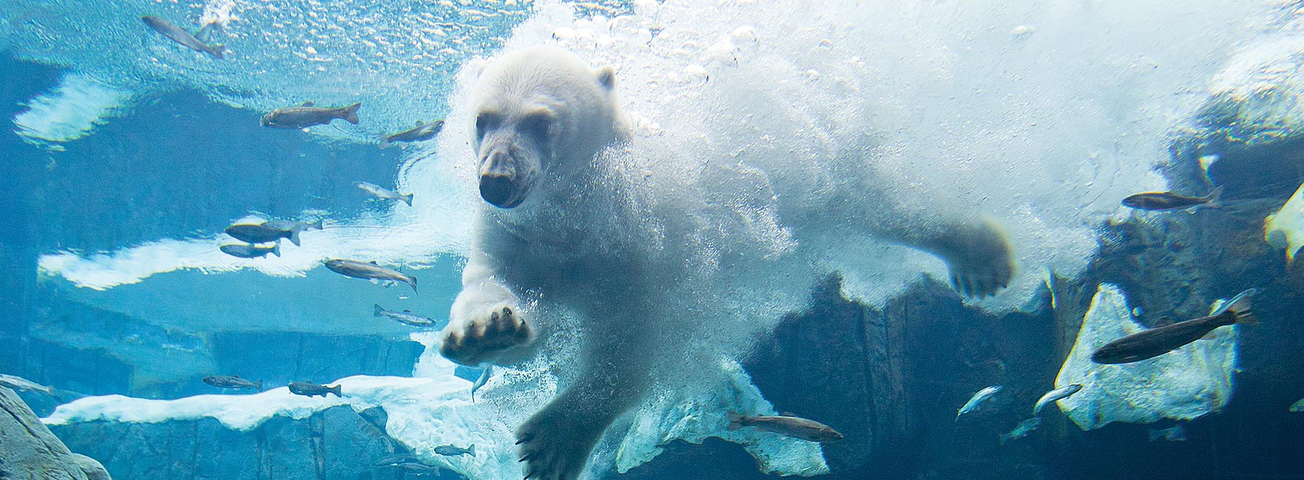 An adult polar bear plunges into water where fish are swimming