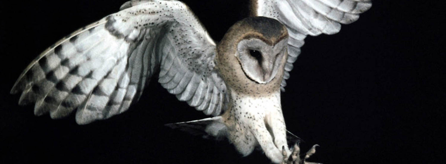 Barn Owl