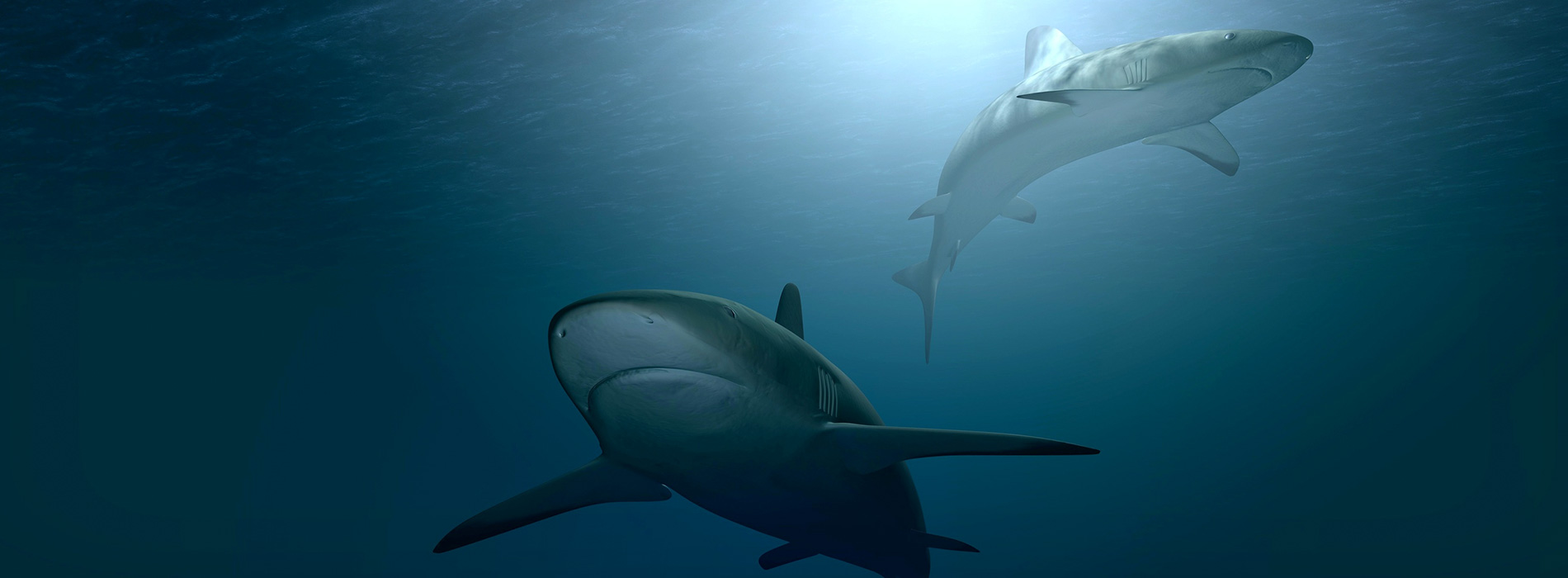 Two sharks, seen from below looking toward the water's surface