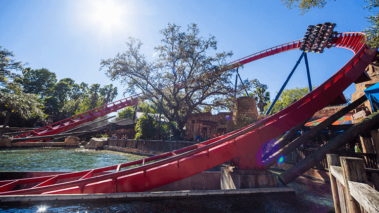 Ride SheiKra at Busch Gardens Tampa Bay