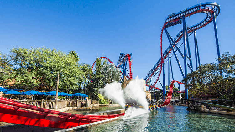 Ride SheiKra at Busch Gardens Tampa Bay