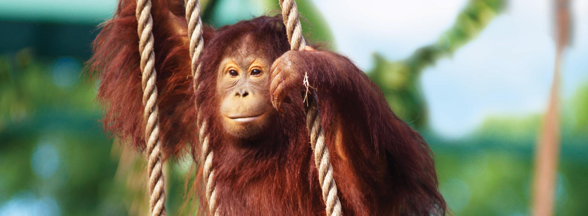 An adult orangutan on a rope swing