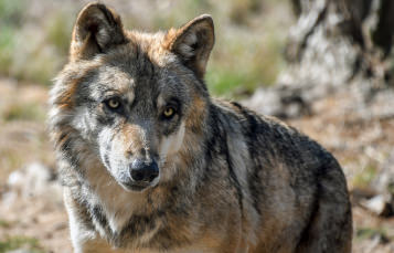 Gray Wolf