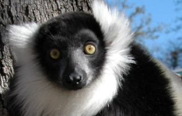 Lemurs