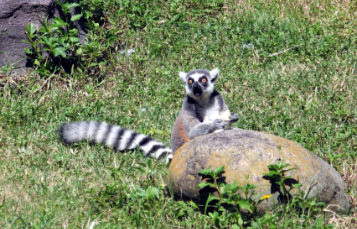 Ring-Tailed Lemur