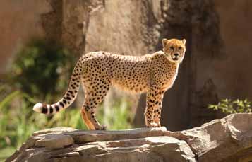 Cheetah on a rock