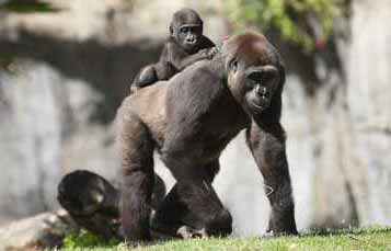 an adult gorilla sits with a baby