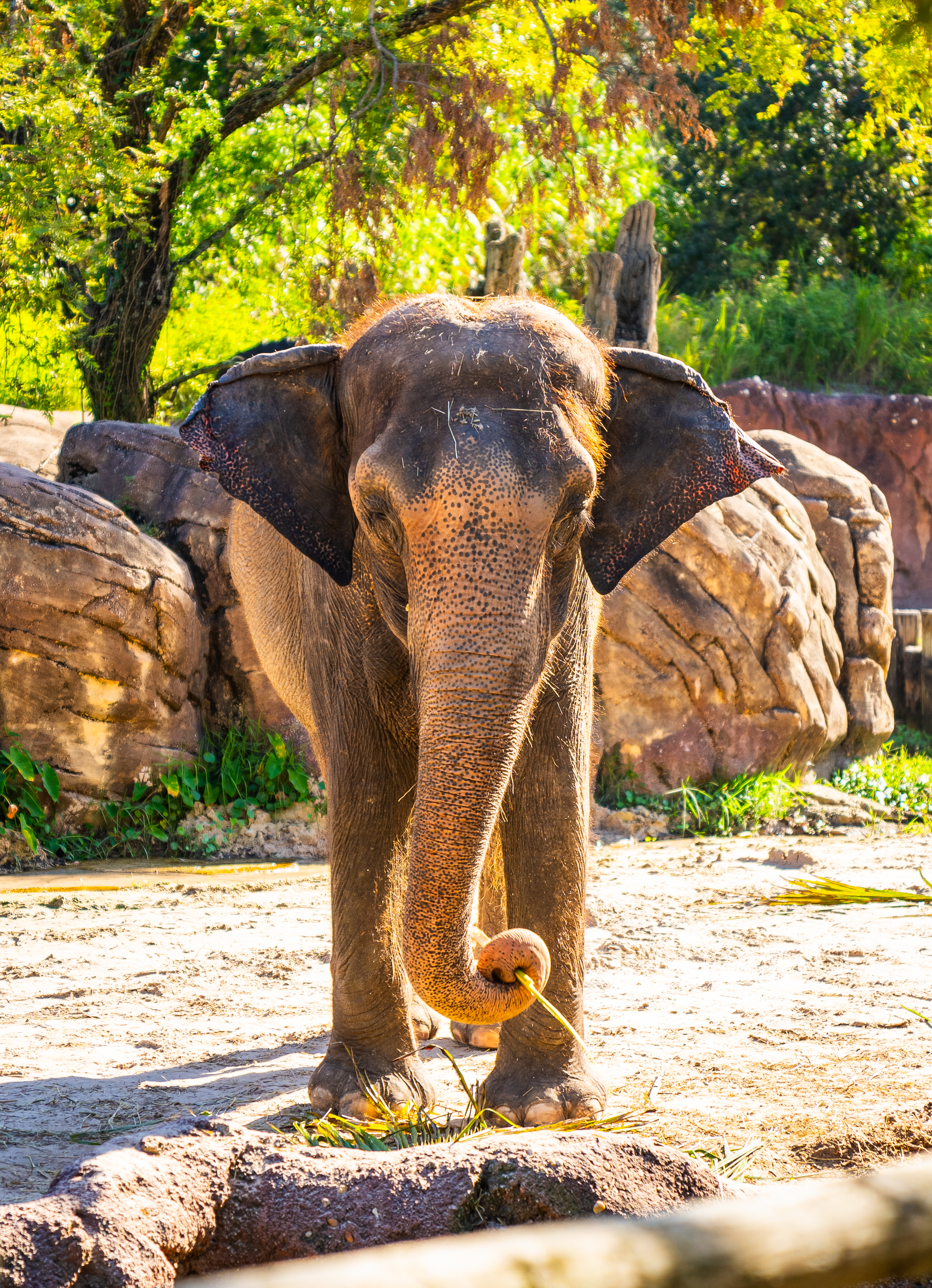 Spotlight Series: Elephant Wellness Exam
