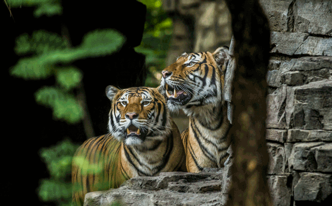 Learn how Tigris will help aid Tiger conservation