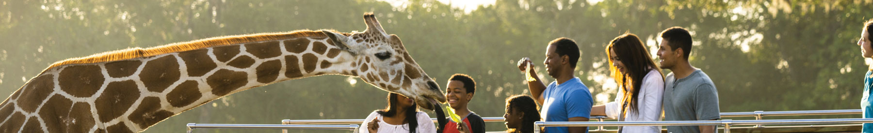 Serengeti Safari Tour