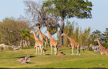 See the Serengeti Plains at Busch Gardens Tampa Bay