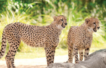 Cheetahs at Busch Gardens Tampa Bay