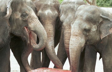 Asian Elephants at Busch Gardens Tampa Bay