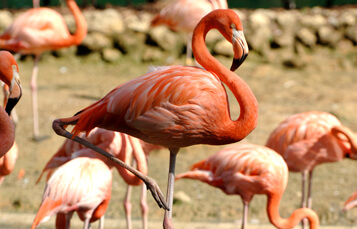 Flamingos at Busch Gardens Tampa Bay