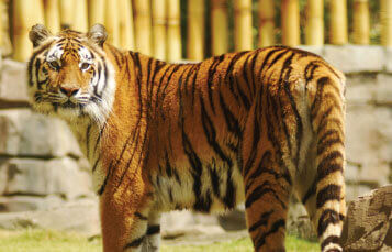 Bengal Tigers at Busch Gardens Tampa Bay