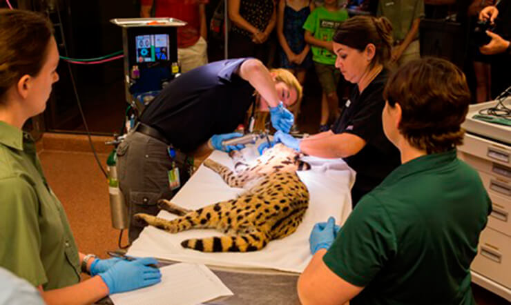 Visit the Animal Care Center at Busch Gardens Tampa Bay