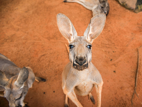 Kangaroo at Busch Gardens Tampa Bay