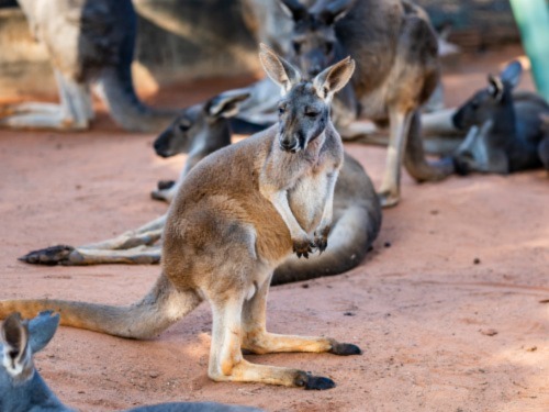 Kangaroo at Busch Gardens Tampa Bay