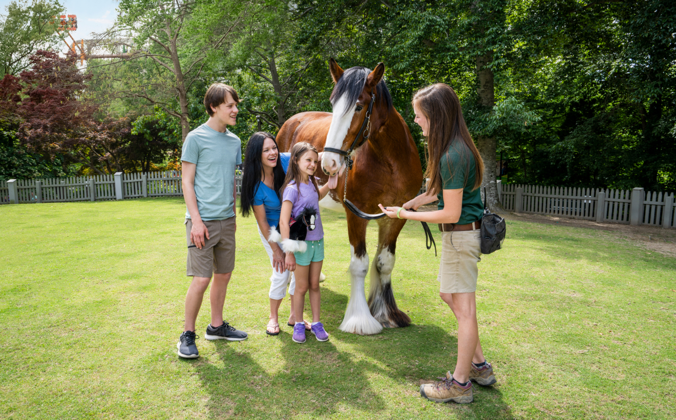 Busch Gardens Williamsburg Clydesdale Interaction