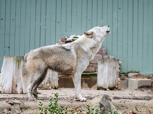 Busch Gardens Williamsburg Howl to Coexist