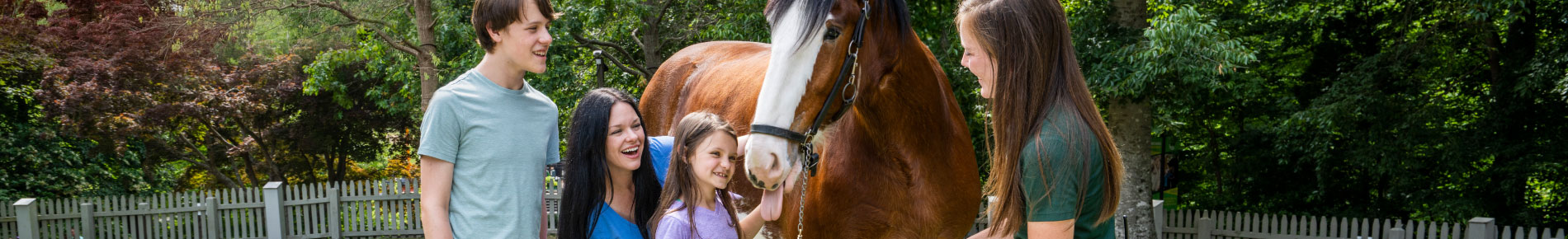 Park Guests meeting a Clydesdale horse during a tour