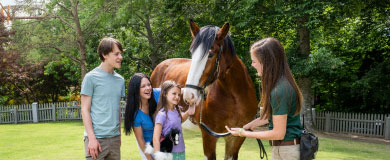 Park Guests meeting a Clydesdale horse during a tour