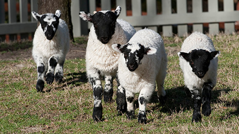 See our blackface sheep at Highland Stables
